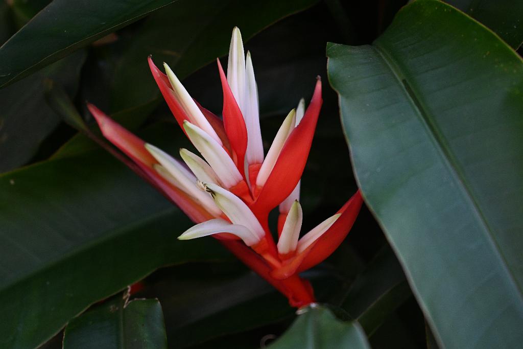 2025-01156004 Tower Hill Botanic Garden, MA.JPG - Christmas Holiday (Heliconia angusta). New England Botanic Garden at Tower Hill, MA, 1-15-2025